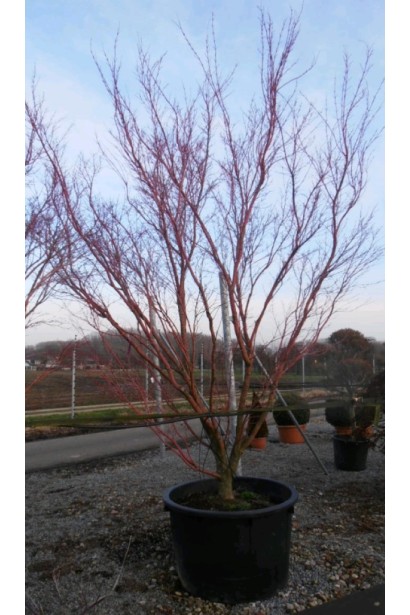 Клен пальмолистий Сангокаку (Acer palmatum ’Sangokaku’) в горщику зимою.